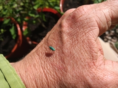 Polydrusus formosus