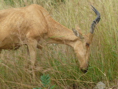 Alcelaphus buselaphus lelwel