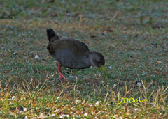 Pardirallus nigricans