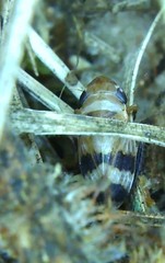 Anoscopus