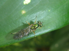 Merosargus