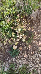 Laserpitium peucedanoides