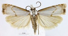 Microcrambus psythiella
