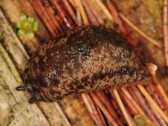 Philomycus togatus