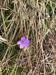Geranium thunbergii