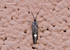 Esperia sulphurella