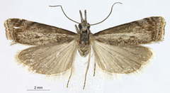 Microcrambus retuselloides