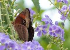 Junonia neildi varia