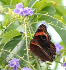 Junonia neildi varia