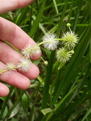 Sparganium eurycarpum