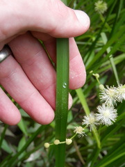 Sparganium eurycarpum