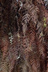 Hymenophyllum frankliniae