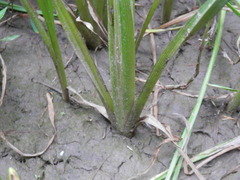 Sparganium eurycarpum