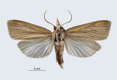 Diatraea lineolata