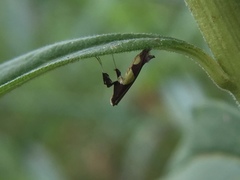 Caloptilia bimaculatella