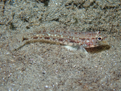 Gobius geniporus