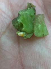 Dasineura involuta