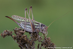 Gampsocleis sedakovii