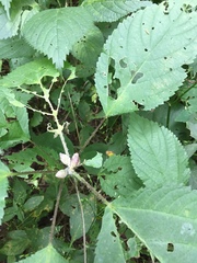 Dasineura involuta