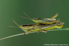 Mongolotettix vittatus