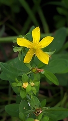 Hypericum ellipticum