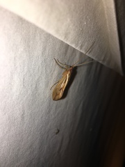 Platycentropus radiatus