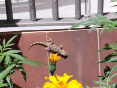 Tarentola mauritanica