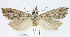 Haimbachia quiriguella
