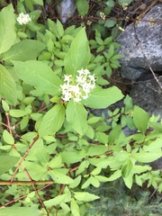 Cornus sericea sericea