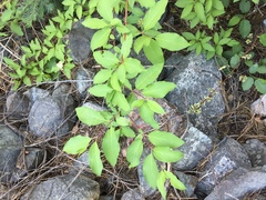 Cornus sericea sericea