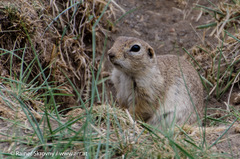 Spermophilus