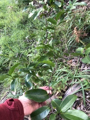 Huberantha nitidissima