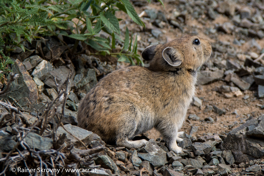 다우리아우는토끼 from Khan khongor, Ömnögovi, Mongolia on... Rainer Skrovny · iNaturalist 다우리아우는토끼 (Ochotona dauurica)