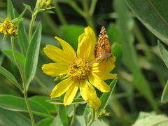 Chlosyne palla flavula