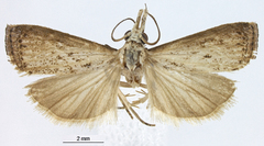 Microcrambus hippuris
