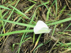 Pieris marginalis pallidissima