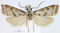 Microcrambus jolas
