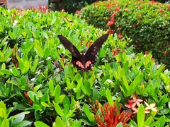 Heraclides anchisiades