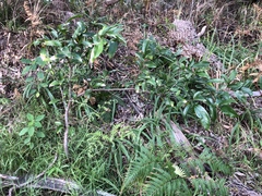 Huberantha nitidissima