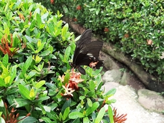 Heraclides anchisiades