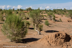 Haloxylon ammodendron