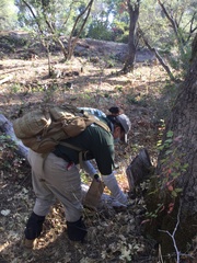 Scutellaria californica