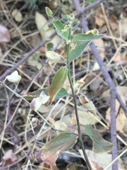 Scutellaria californica