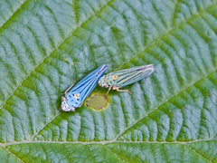 Graphocephala atropunctata