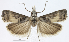 Microcramboides meretricella