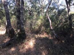 Scutellaria californica