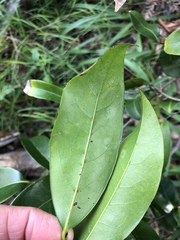 Huberantha nitidissima