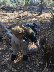 Scutellaria californica