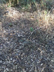 Scutellaria californica