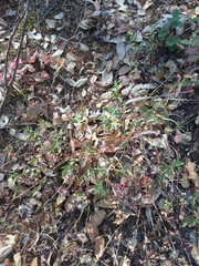 Scutellaria californica